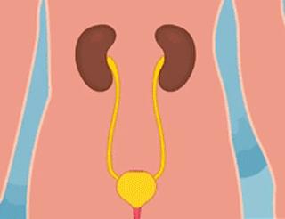 为什么总会想尿尿,关键时刻想喝水