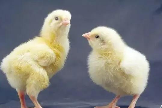 农村小院养鸡喂什么挣钱多,庭院养鸡种菜两不误