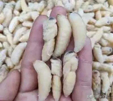 虎头蜂在哪里泛滥成灾,大窝虎头蜂