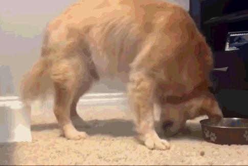 关于狗狗的十大科学真相,关于狗狗的八个秘密故事