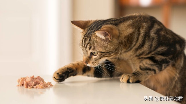 新手养猫省钱小知识大全,最全的新手养猫攻略