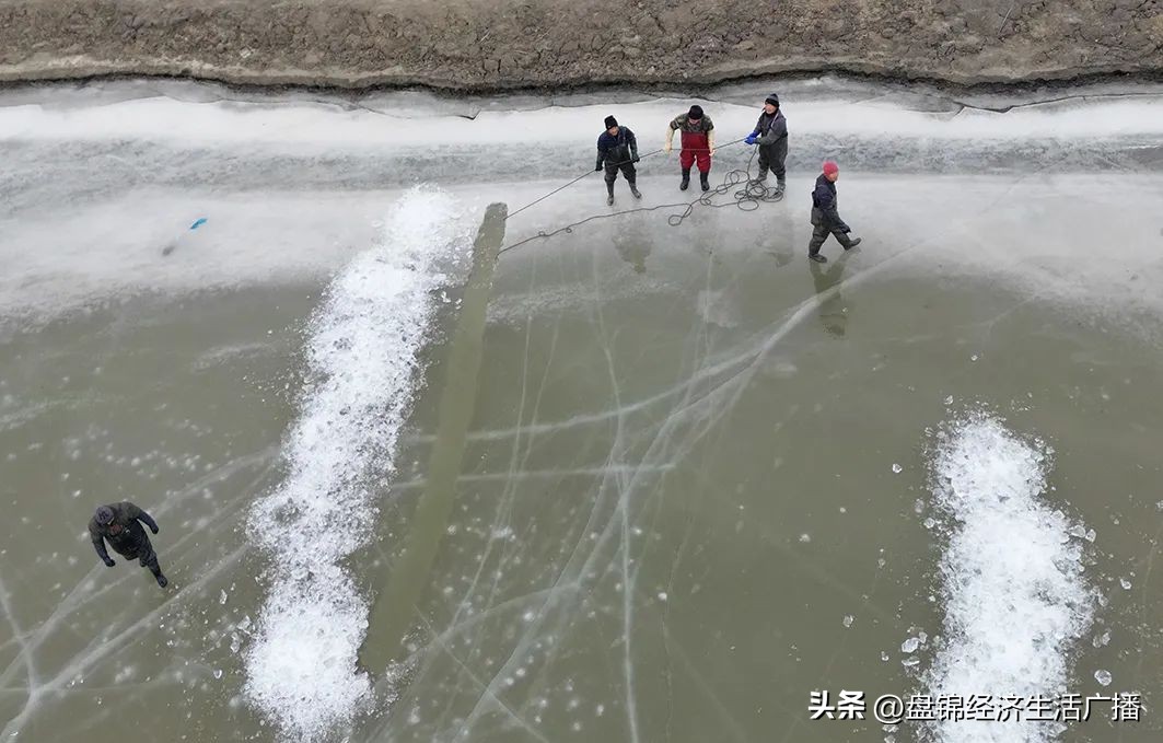 盘锦河蟹冬储池喂什么,盘锦冬储河蟹大约多长时间