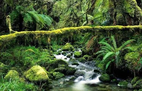 热带雨林十大危险动物蛇,亚马逊热带雨林最恐怖的蛇