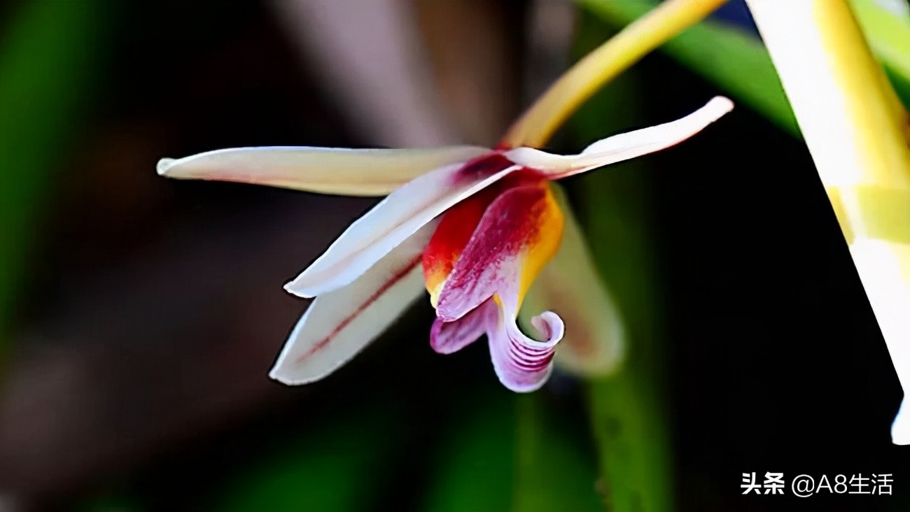 带你认识中华兰花纹瓣兰,顶级纹瓣兰图片