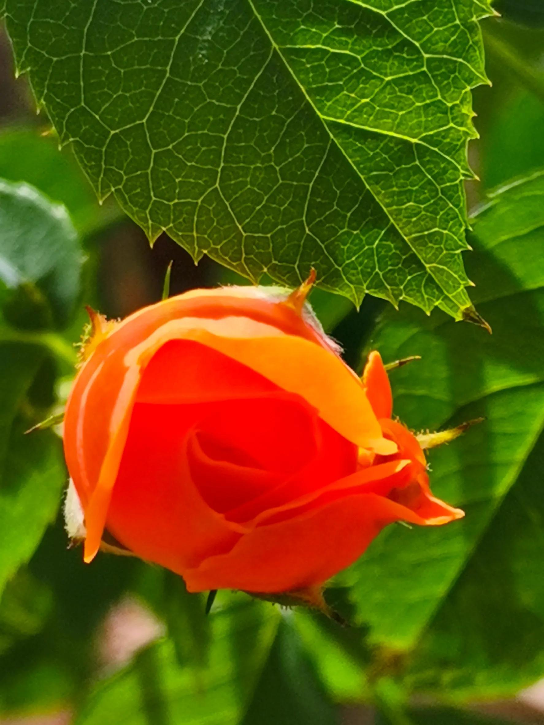 九月九重阳节烧香吗,九月九重阳节仙家