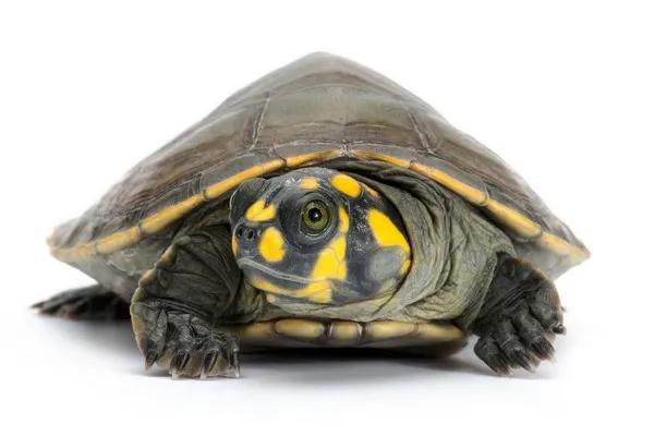 新手养龟推荐品种带价格,新手养龟最好养什么龟30块钱以内