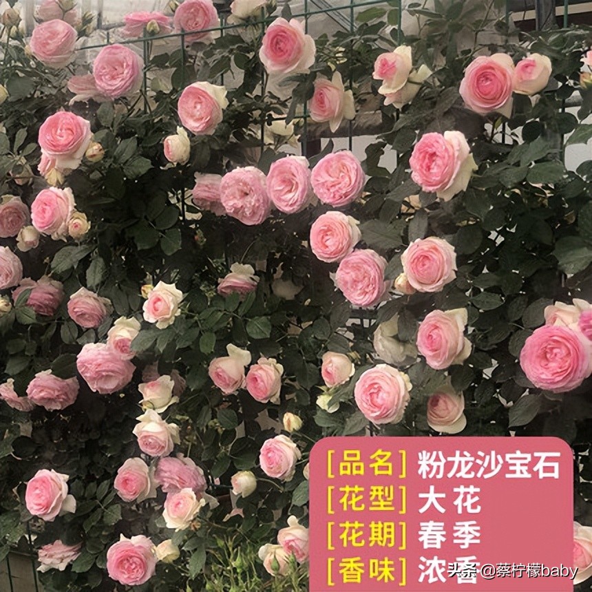 路边的蔷薇花是什么品种,哪个品种蔷薇花最好看最香