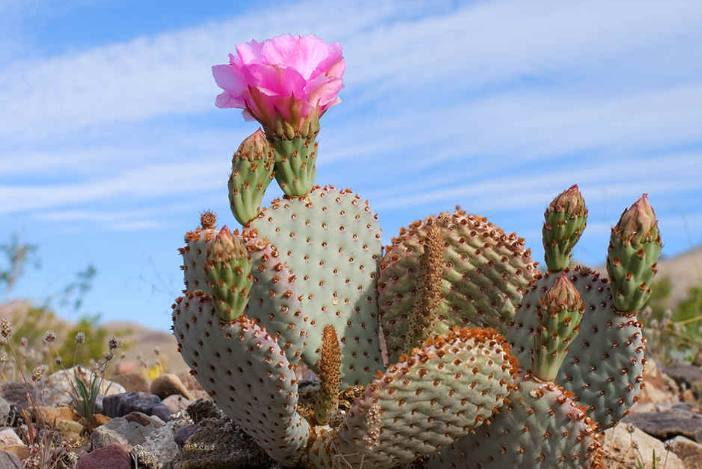 为何英国要在澳洲种仙人掌喂虫子？华丽军服的背后，落得一地鸡毛