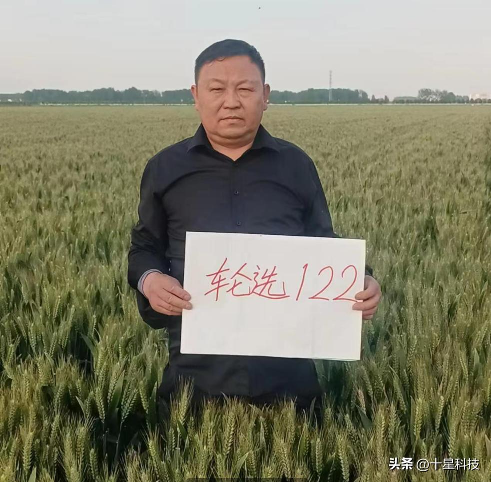 2021河南小麦品种对比图,泛麦803河南排名第一小麦品种