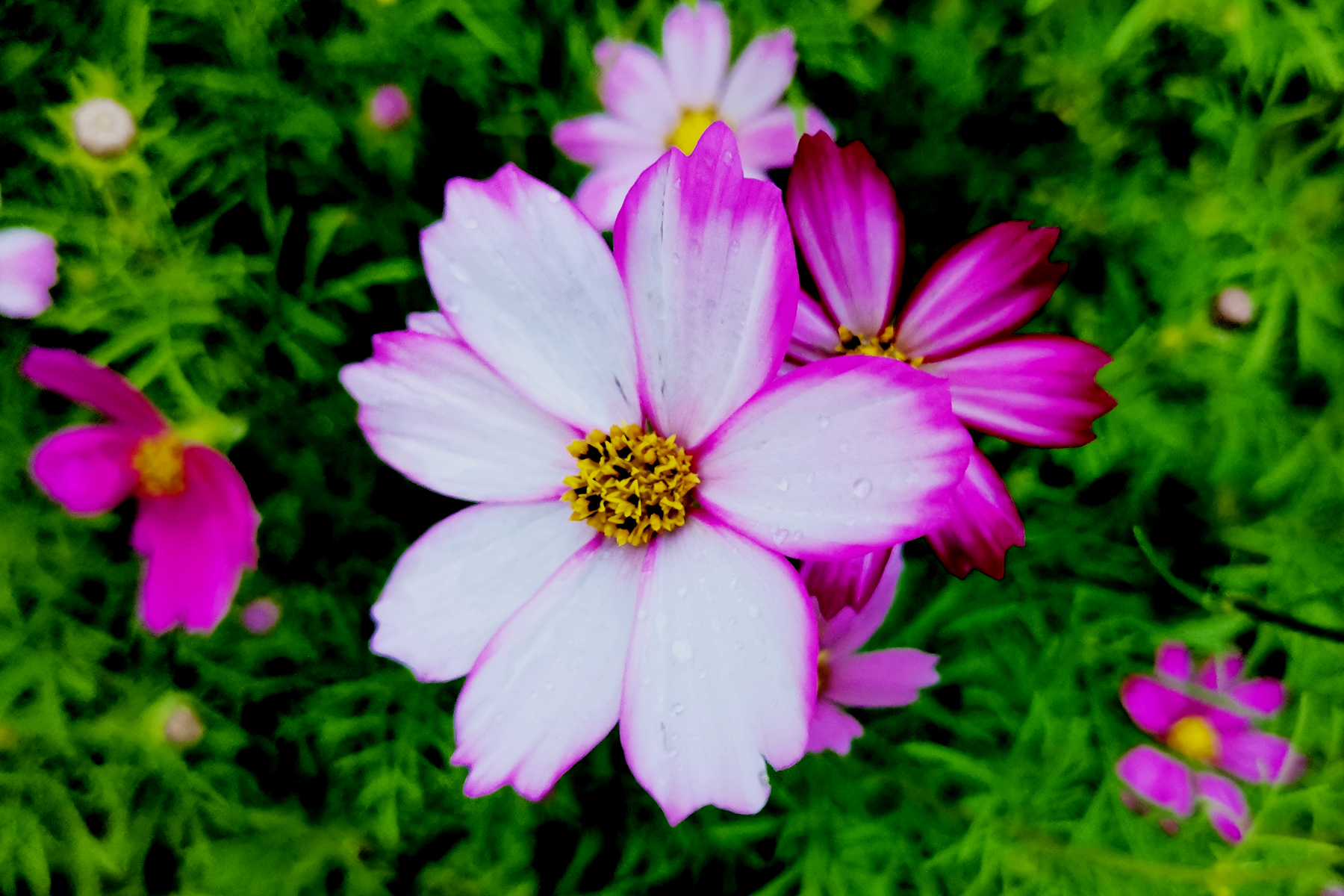 花盆里种不出参天大树——东吴第一任太子孙登成长记