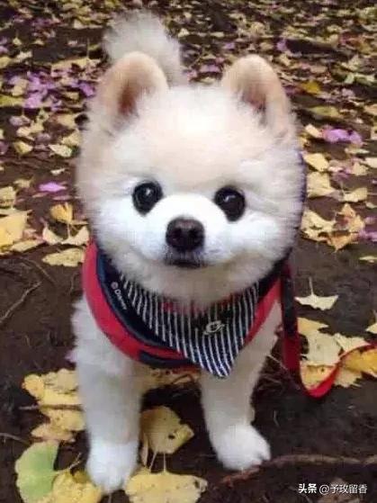 狗的种类常见宠物狗的品种及特点,宠物狗种类及特点