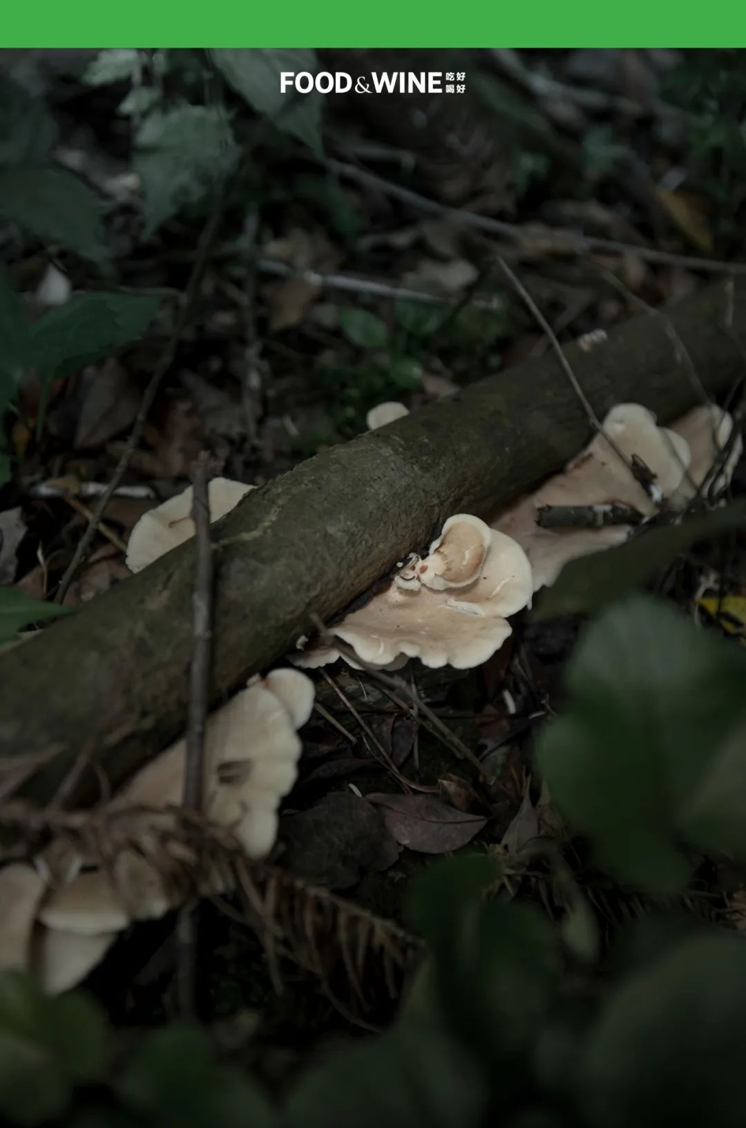 涓囧绂呭鏂嬮キ,鏅痉闀囧搴欏悆鏂嬮キ