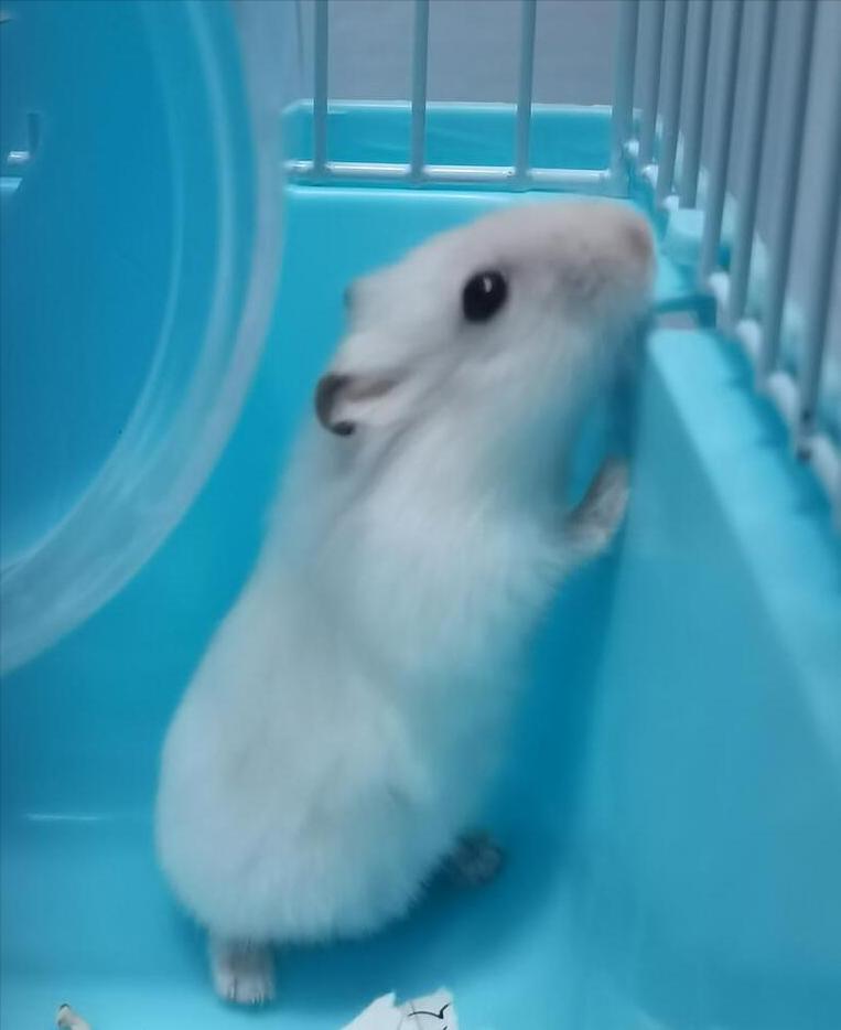 第一只仓鼠怎么来的,我的第一只小猫咪完整版