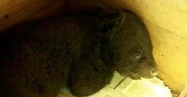 辽宁村民发现被遗弃的小黑熊后续,辽宁农妇收养熊后来放回大自然没