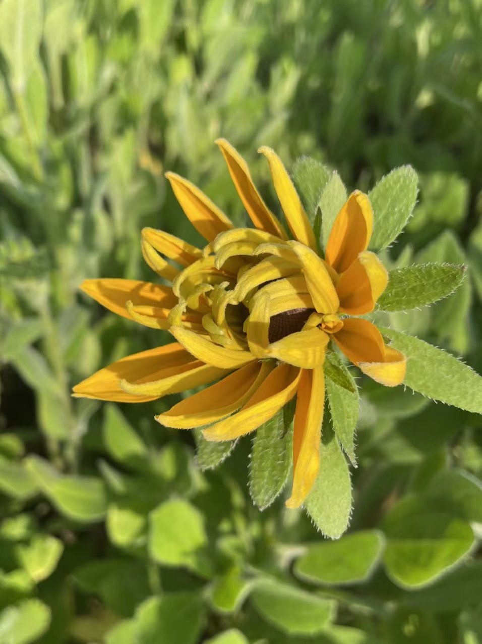 金菊花寓意是什么,黄心金菊花寓意