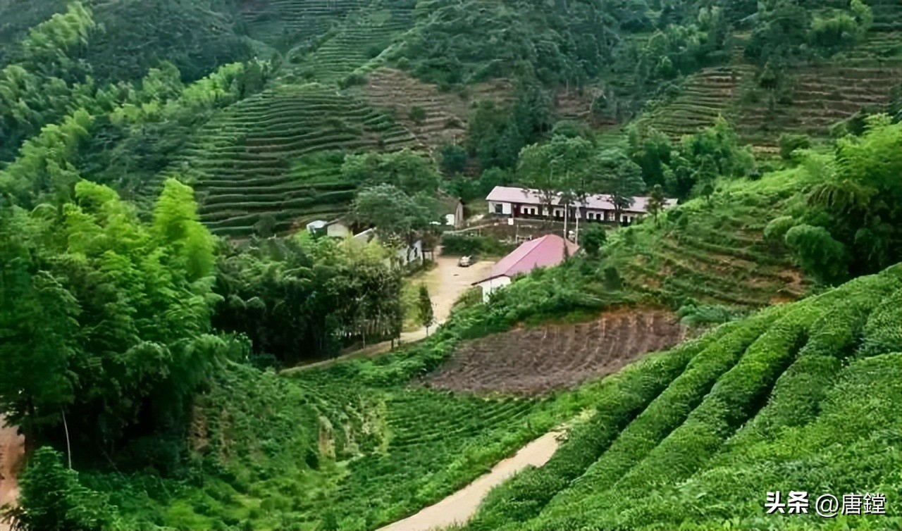 茶香四溢10大名茶,茶香四溢明前茶