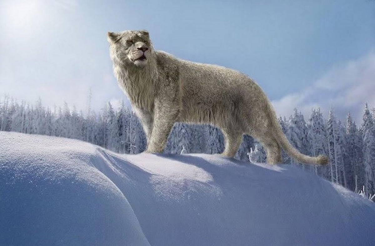 史上最大猫科动物体型排行,最强猫科动物排名狮子