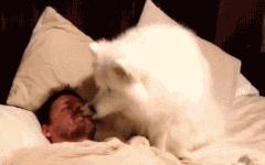 狗狗不拴绳怎么训练,狗狗胆小粘人怎么训练分离