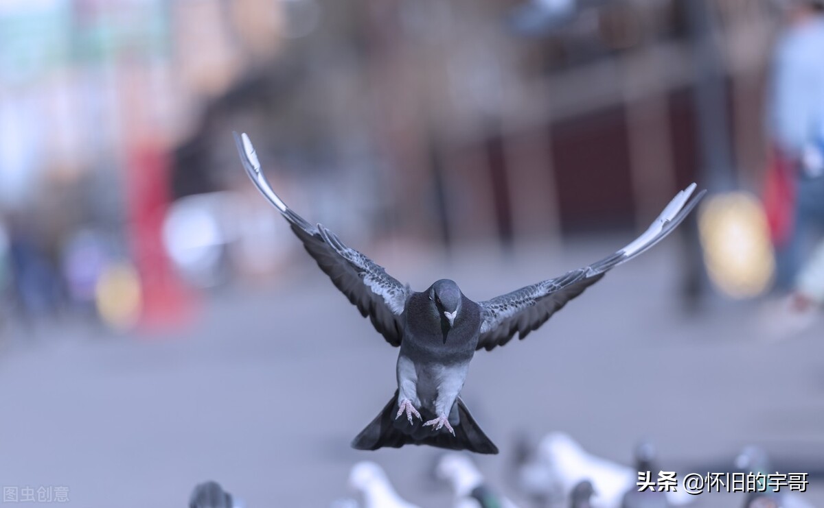 新手养鸽怎么不让鸽子害怕自己,怎么养好鸽子新手养鸽成功秘诀