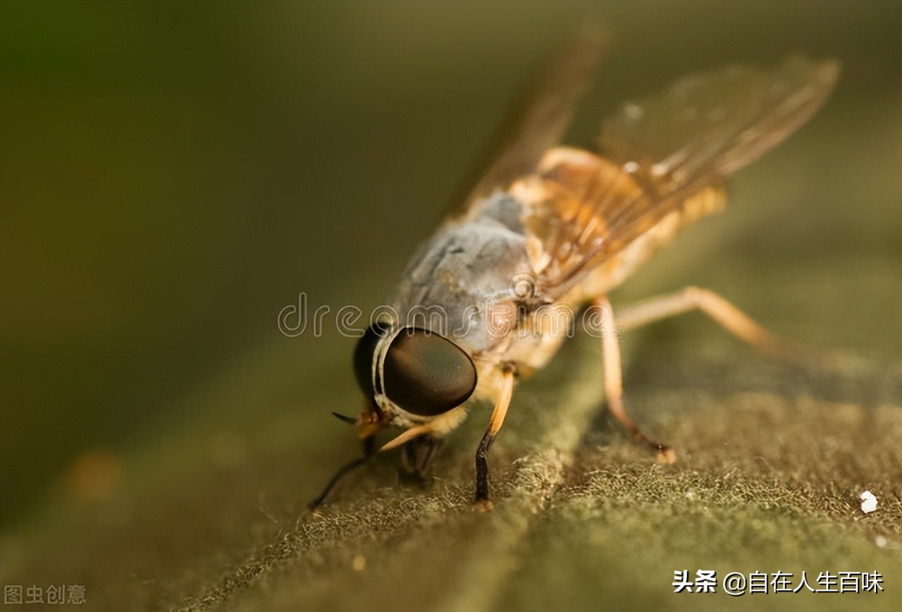 农村常见的虫子各叫什么名字,农村房子里面常见的虫子有哪些