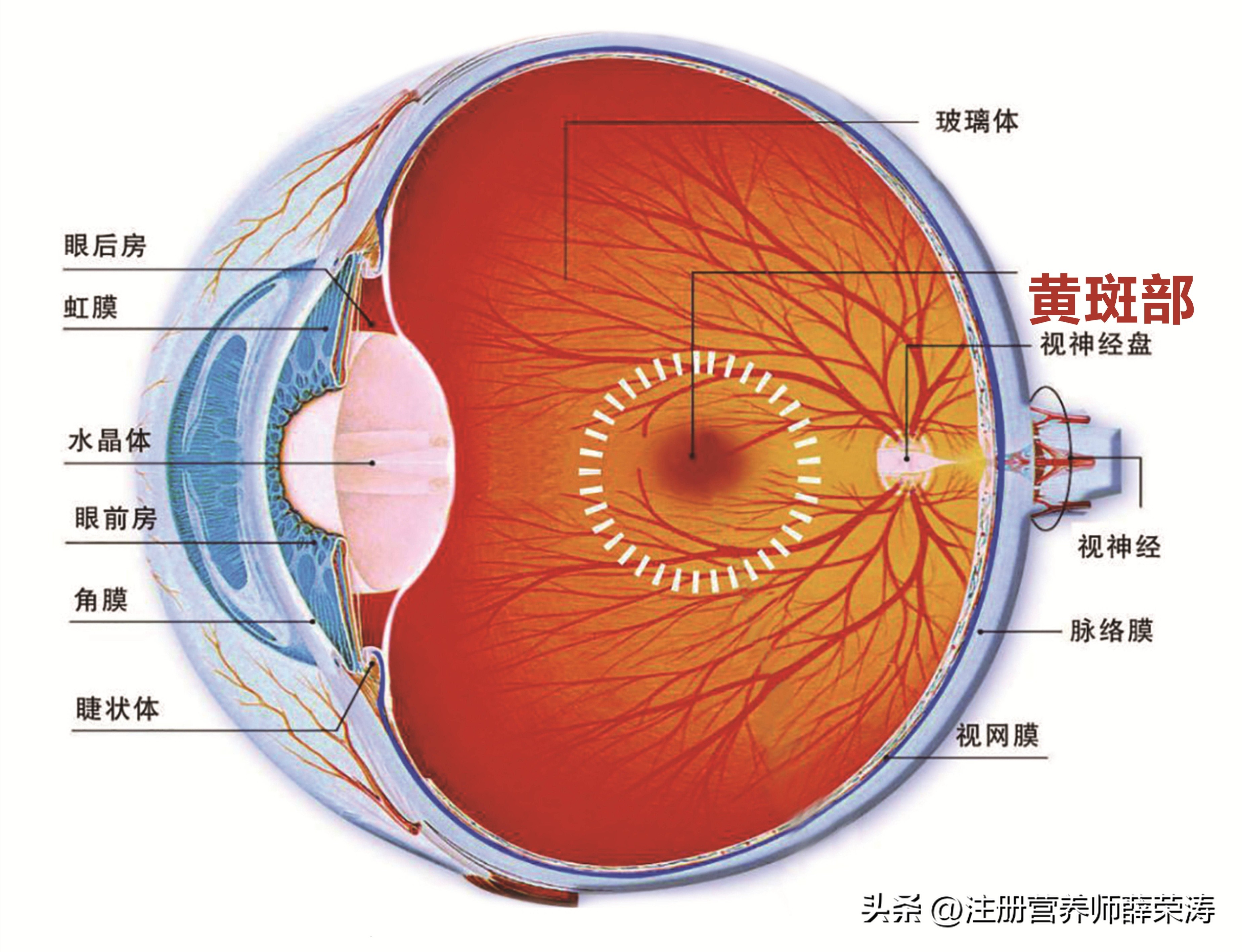 护眼叶黄素对眼睛真的有效吗,护眼补充叶黄素真的靠谱吗