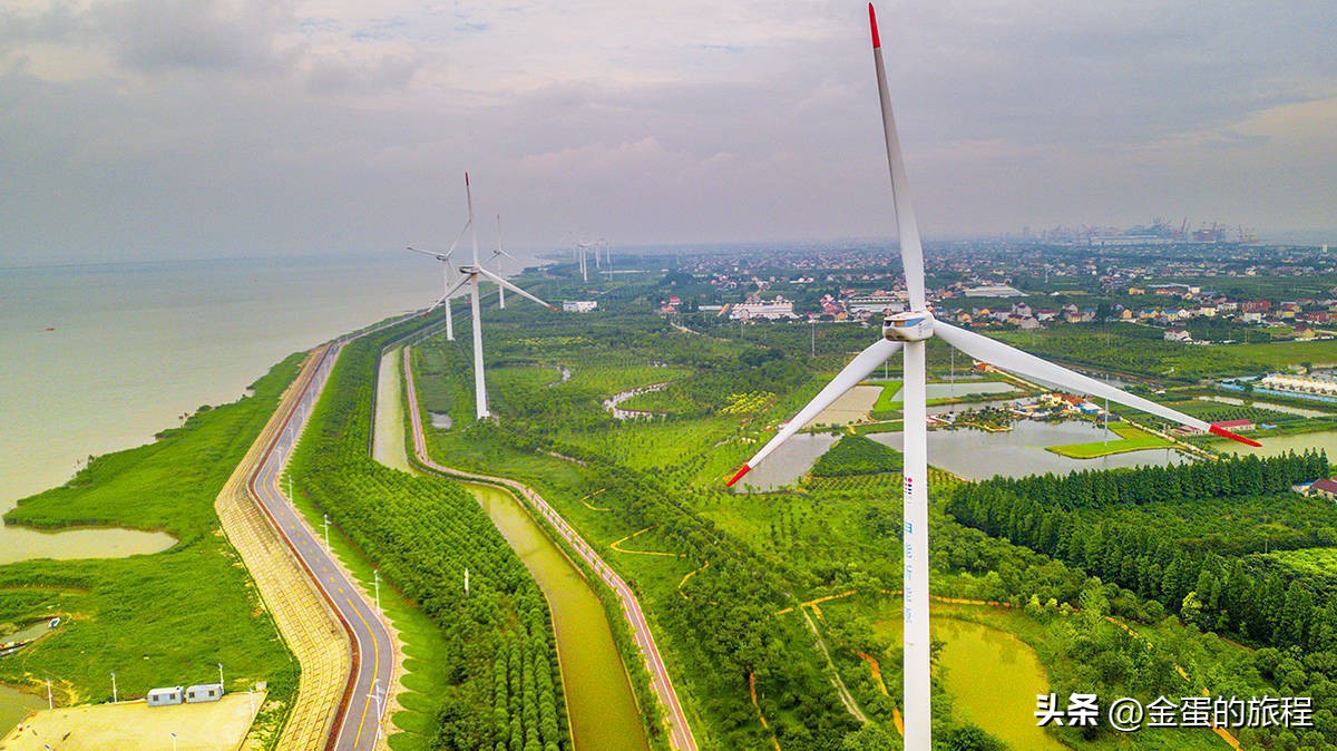 长江出海口的上海，被自然力量所艺术创造，也有一棵“大地之树”
