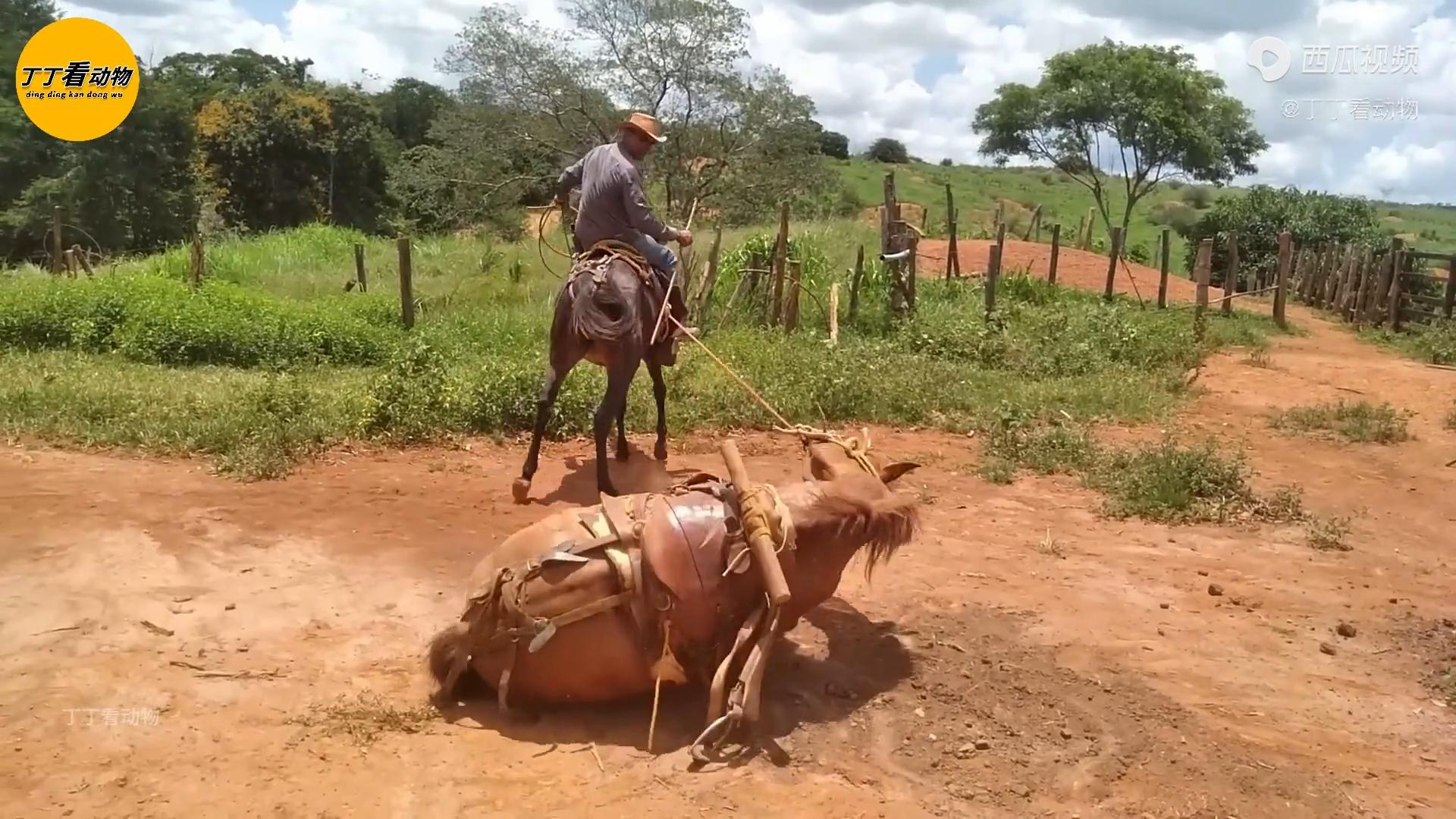 大犟马摆烂躺平就是不肯起来，实在没有办法，没想到意外一...