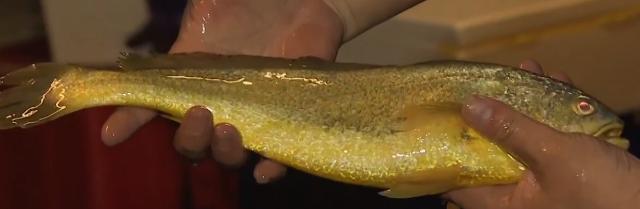 浙江人养南美对虾赚钱,浙江男人养甲鱼