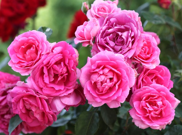 关于玫瑰花的古诗词有哪些,带有玫瑰花的古诗词