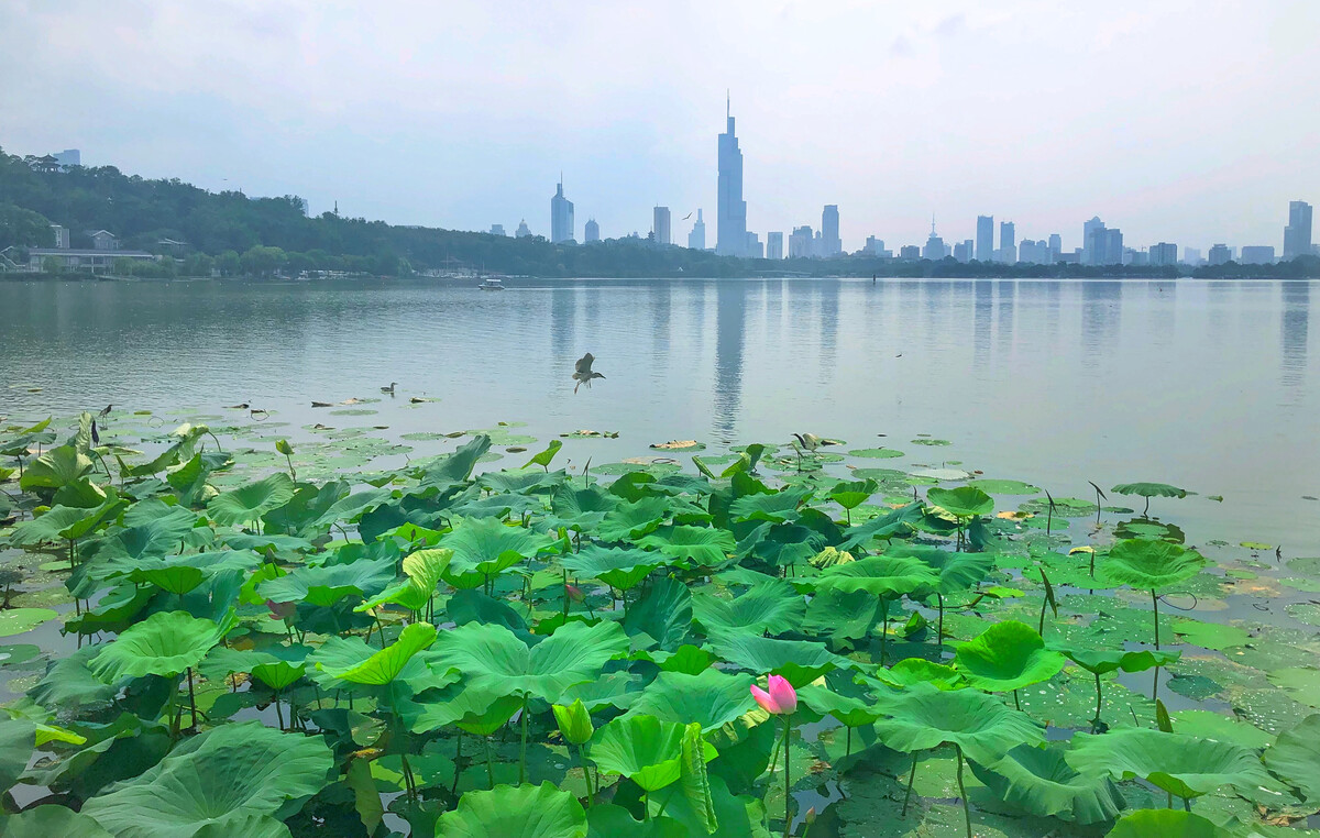 上海杭州南京五日游自由行攻略,南京五日游推荐地方