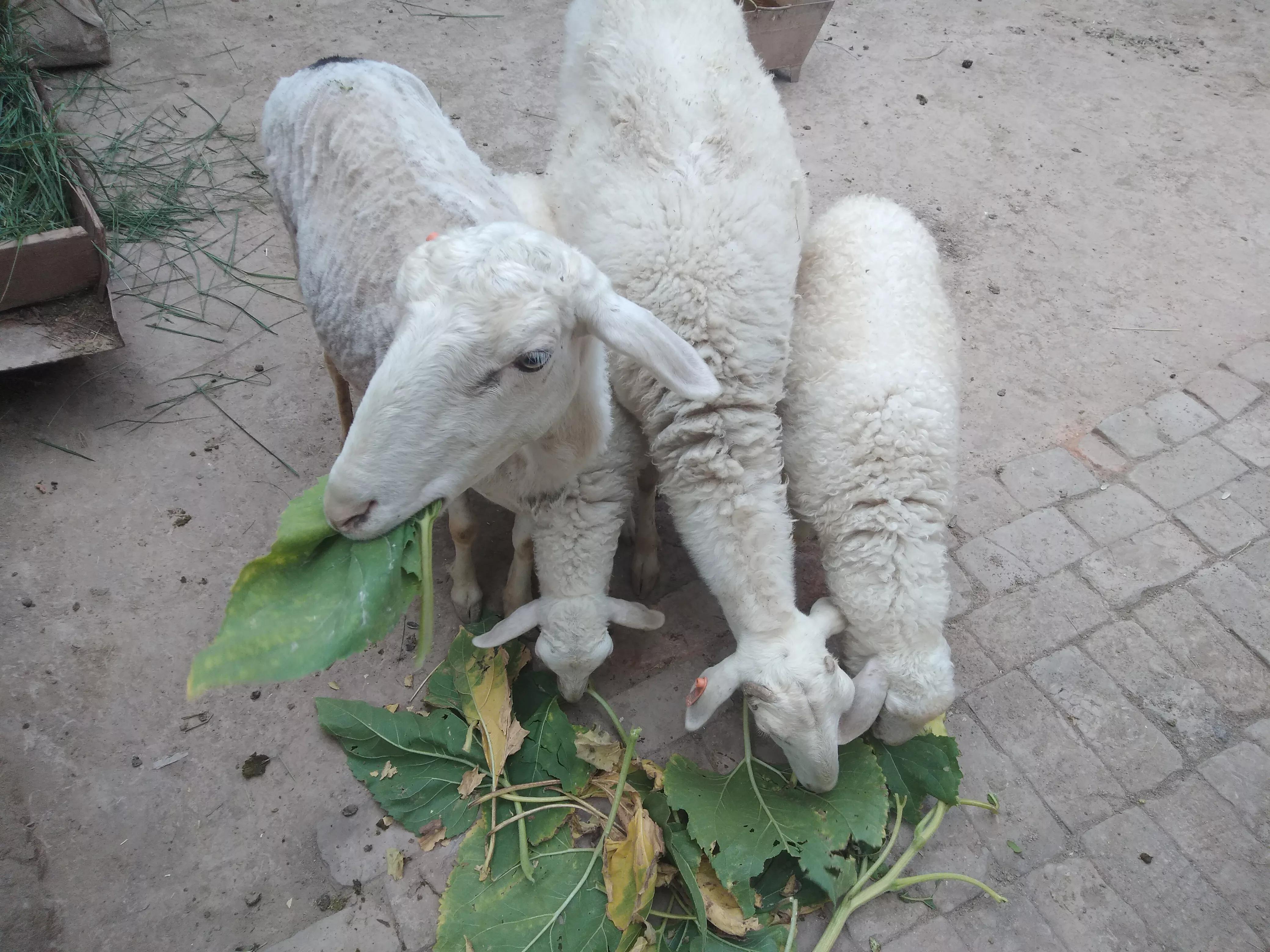 农村养羊犯法吗,为什么说在农村养羊最好