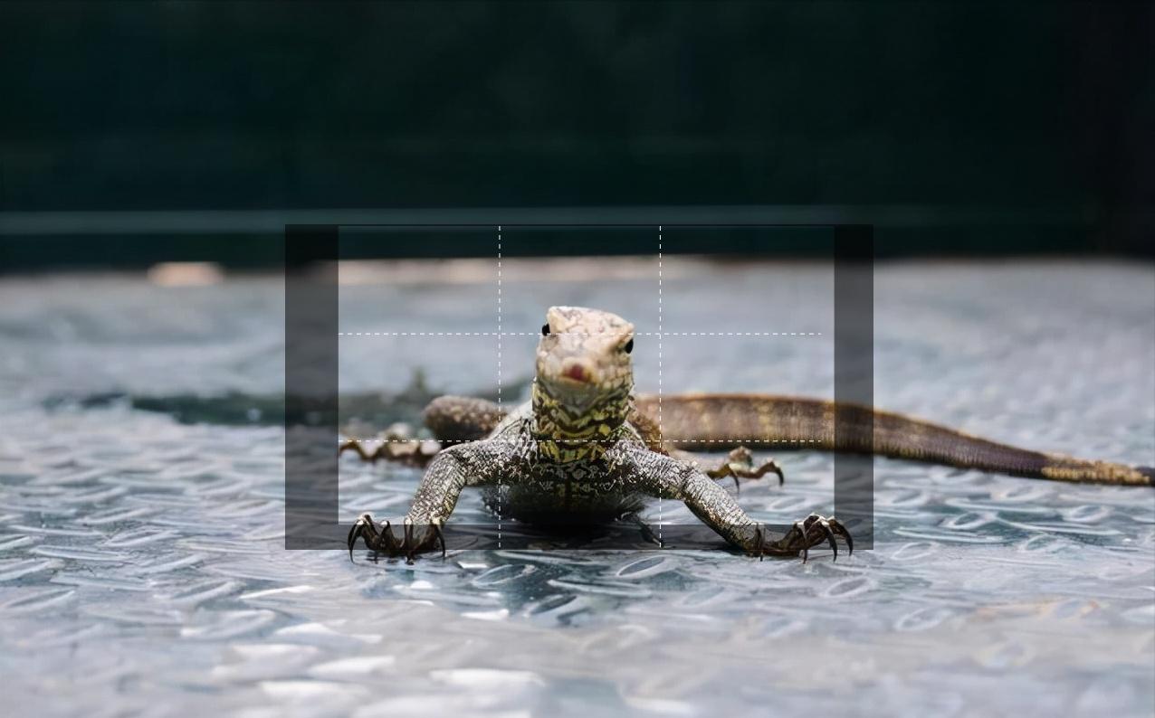 家里进了壁虎可以不理吗,家有壁虎需要留住吗