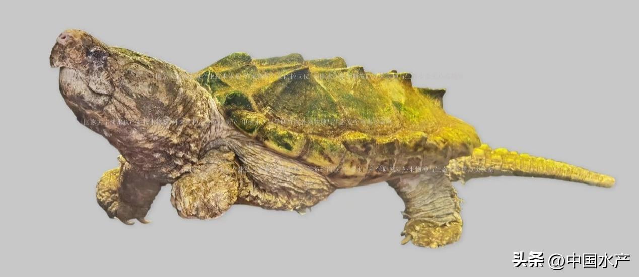 水生外来物种入侵防控工作方案,水生动物防疫