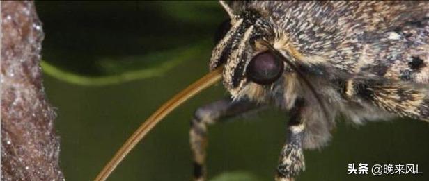 全面揭秘神秘的苗疆巫蛊,揭秘中国千年蛊毒之谜