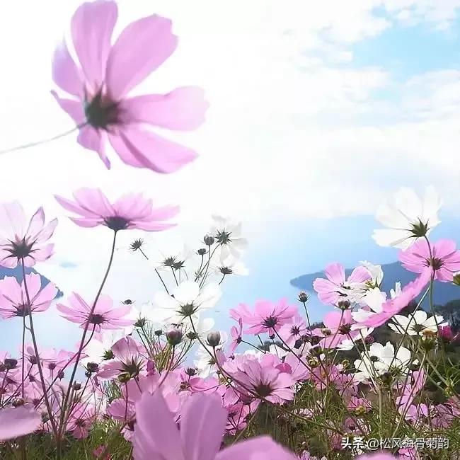 心若香茗静听花开的意思,心若香茗静听花开文案