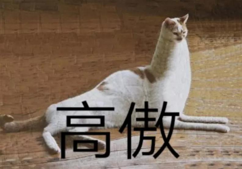 哪种猫招财好养活,哪种猫最招财又好养