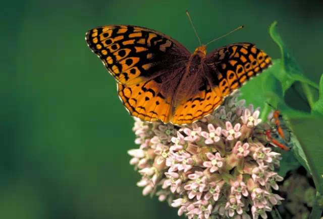 分享——自然界最美丽的蝴蝶,优美的身姿,轻盈的体态飘舞花丛中
