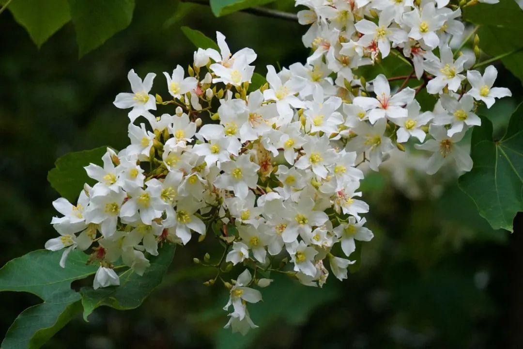 楠溪油桐花如雪图片,油桐花开与气候