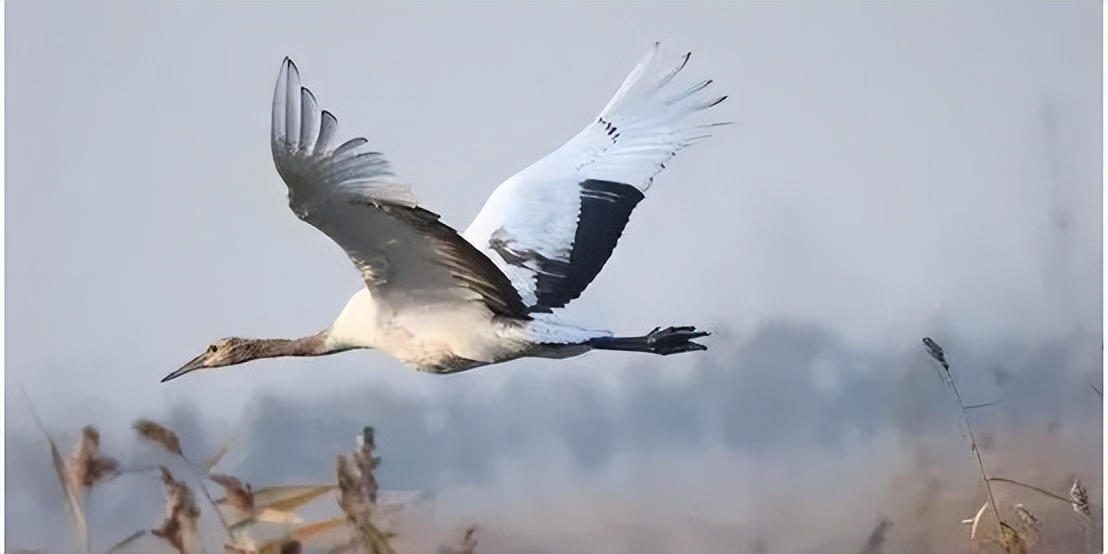 上海抗击肺炎专题,上海抗击肺炎疫情图片