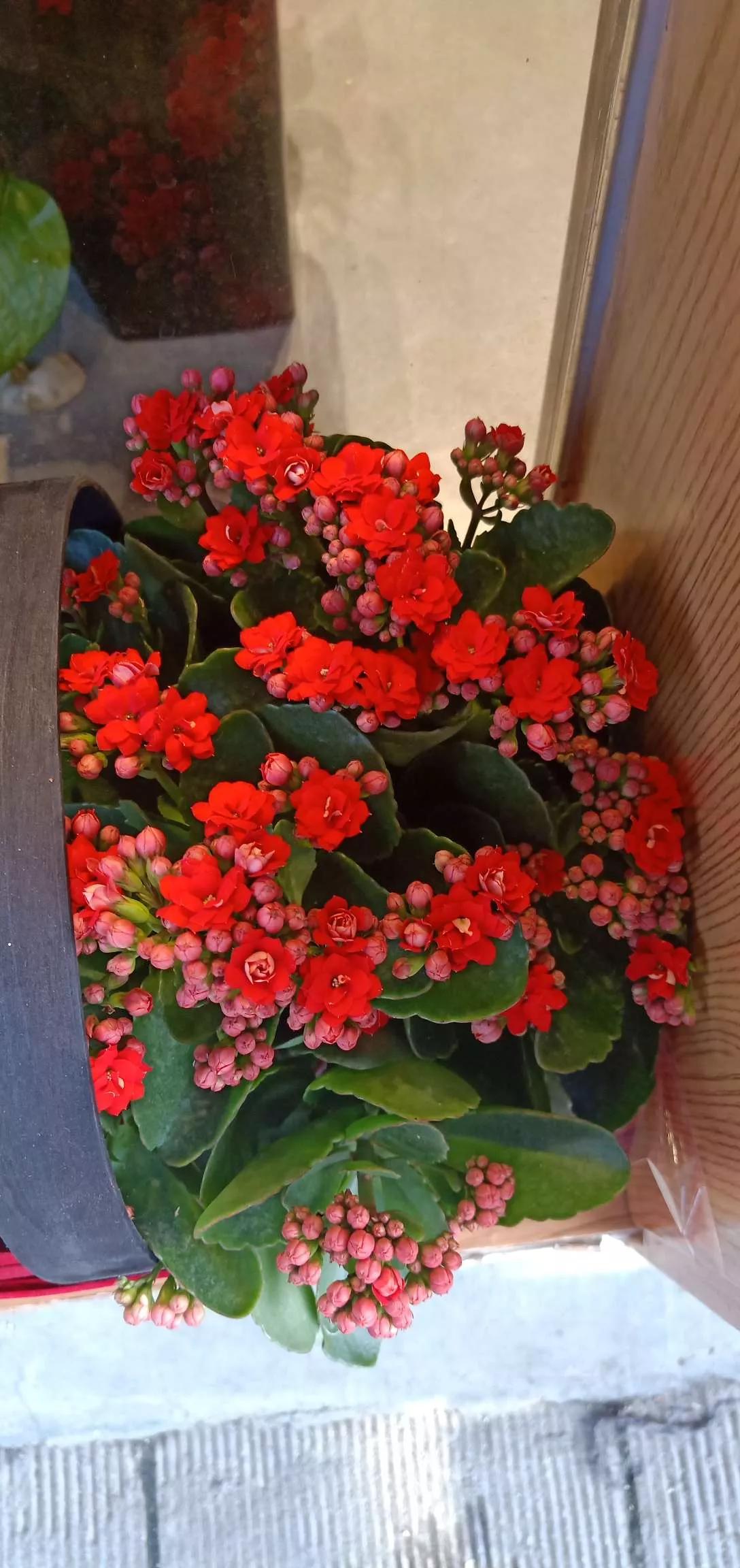 所有花的名称大全,认识各种花的寓意