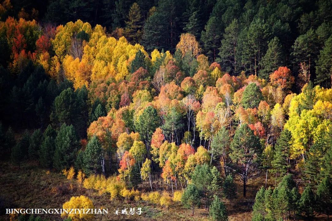 秋天大兴安岭最美的地方,秋天美丽的大兴安岭