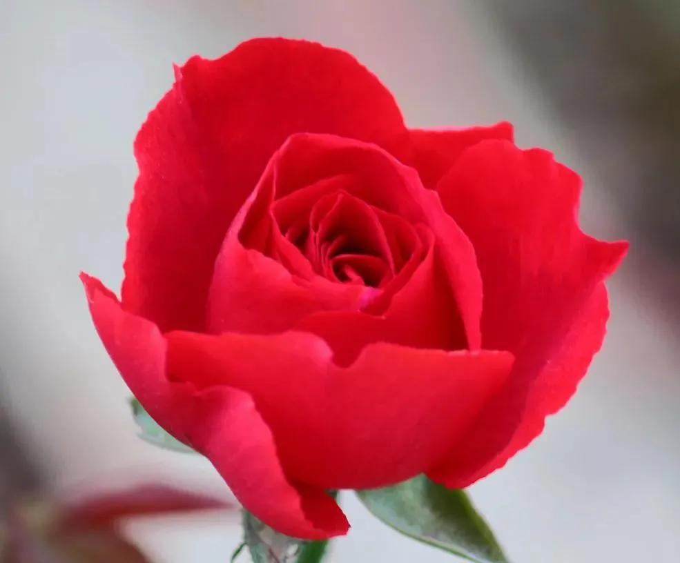 这才是最美的玫瑰花图片,最好看的紫色玫瑰花图片