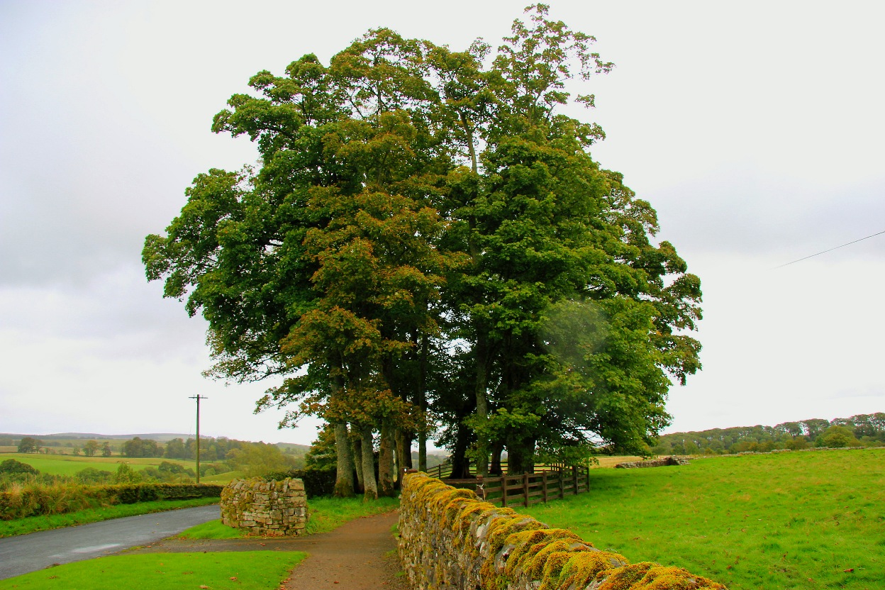 牛肉和葡萄,牛肉葡萄能一起吃吗