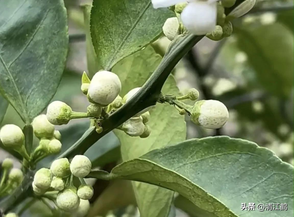 人称“蜂花醇”，有“9大增产用途”，对照使用，可提质增效