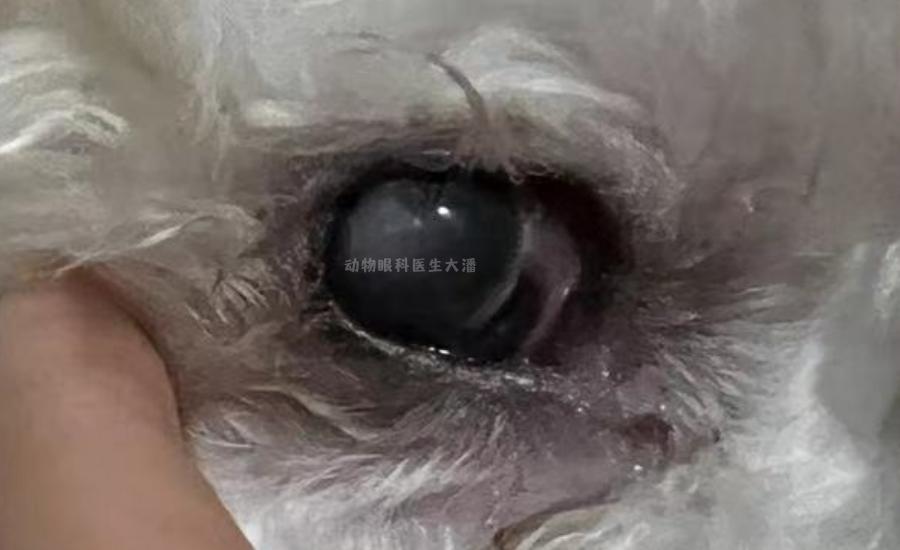 犬角膜溃疡哪款滴眼液比较好,犬角膜溃疡穿孔怎样治疗