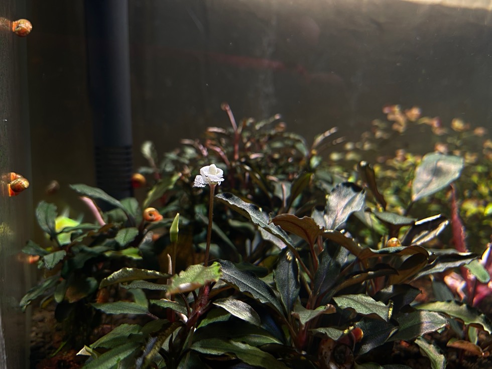 辣椒榕水草需要水草泥吗,幽灵辣椒榕能栽水草泥里吗