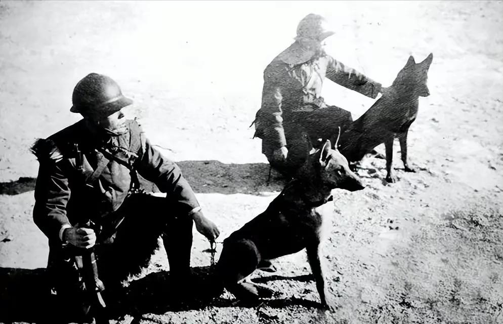 一小战士被鬼子推进狼狗池，10条狼狗扑上来，他冷笑：再多来几只