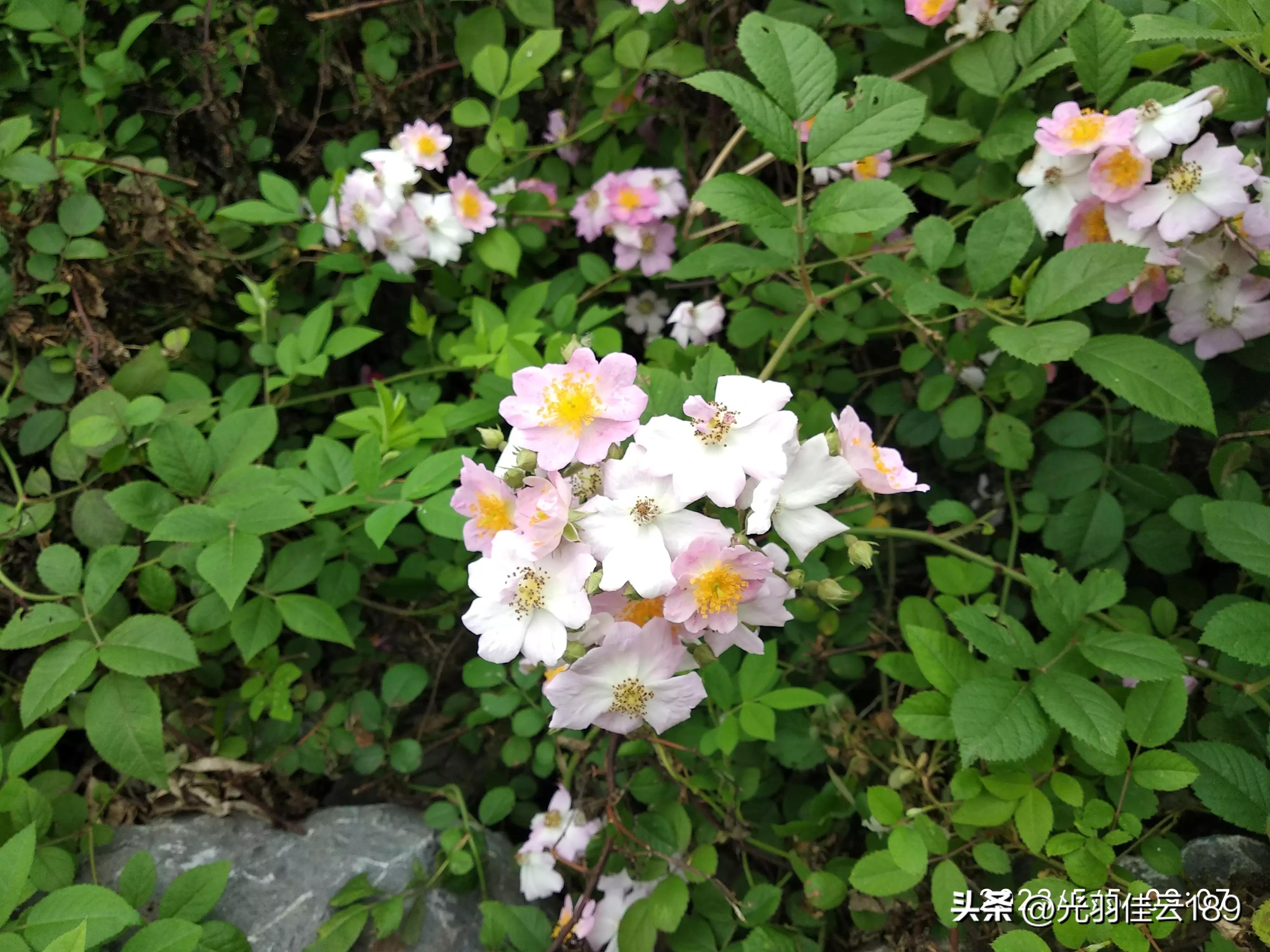 积思顿释的典故,积思顿释意味什么