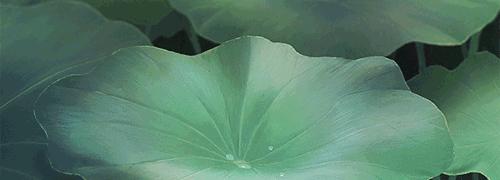 什么是自由什么是无忧无虑,什么是自由的感悟