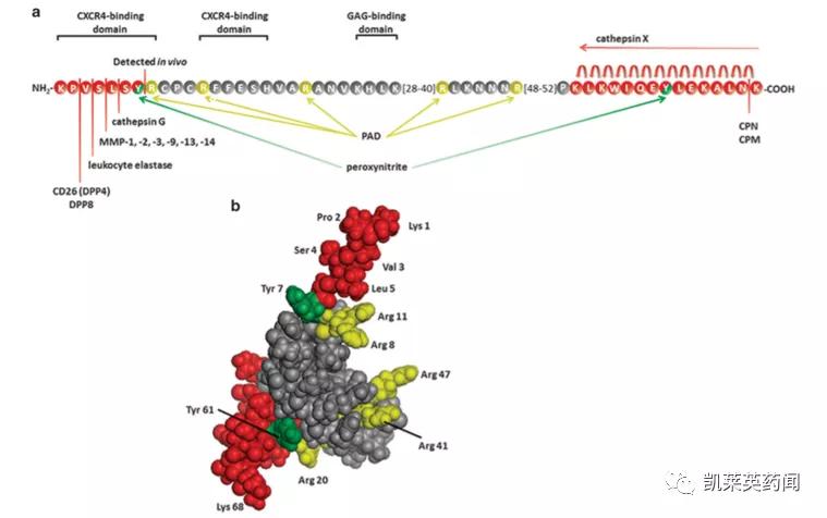 新药巡礼:核酸“抗体”曙光已现,NOX-A12发力肿瘤治疗